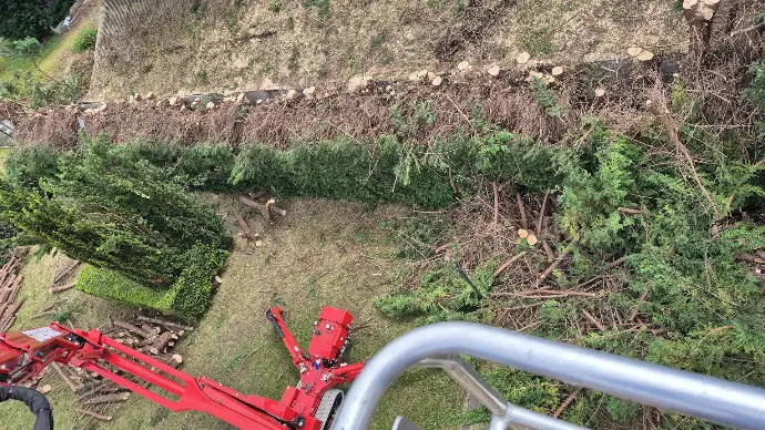 Een rij coniferen vellen